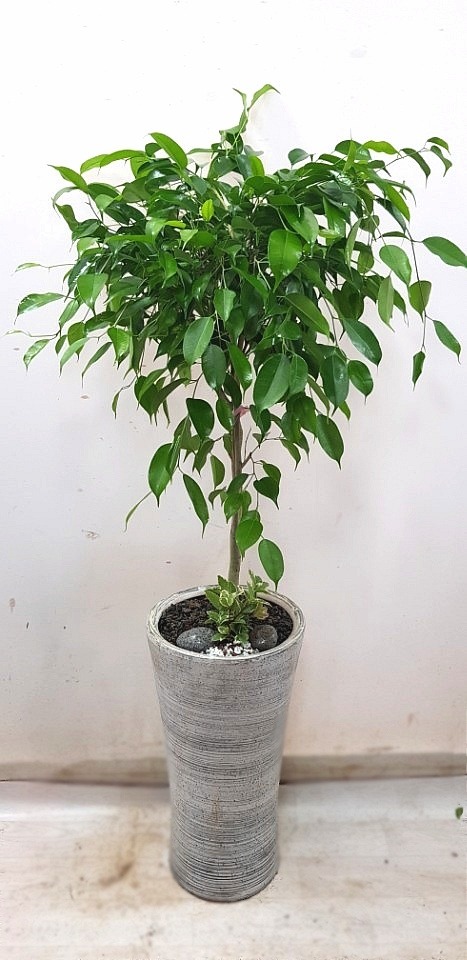 ڹ-ȭ 