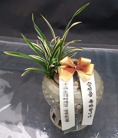 뱹û 