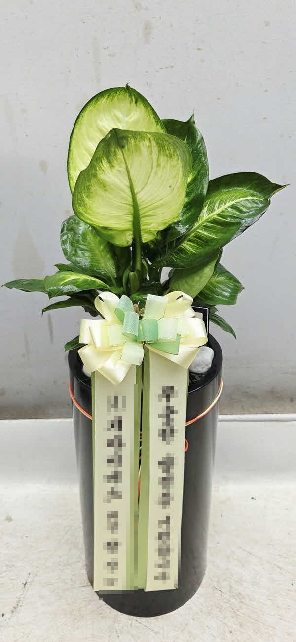 �����ȴ� 