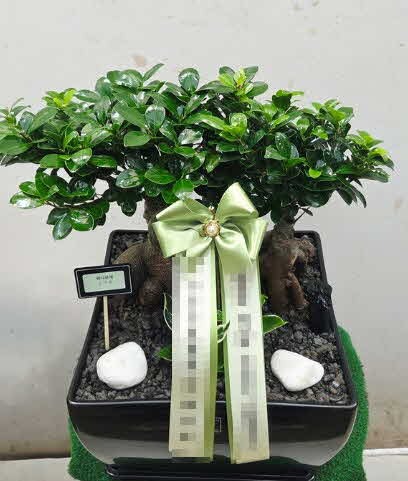 ����ٺ��� 